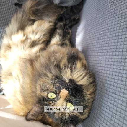 Photo de chat perdu à Serignan