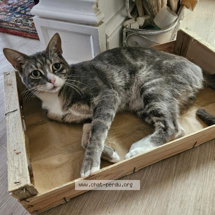 Photo de chat perdu à La Teste De Buch