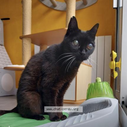 Photo 1/1 Chat retrouvé Perdu à Lorient