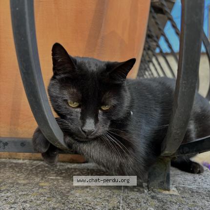 Photo de chat perdu à Villemomble