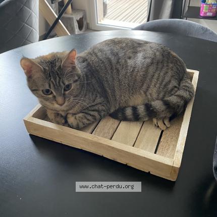 Photo de chat perdu à Toulouse