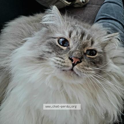 Photo de chat perdu à Sevrier