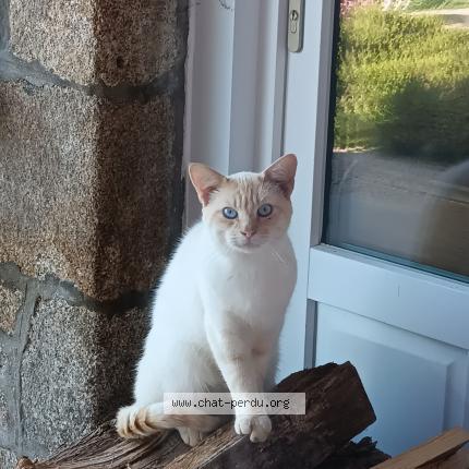 Photo 1/1 Chat retrouvé Trouvé à Vilde Guingalan