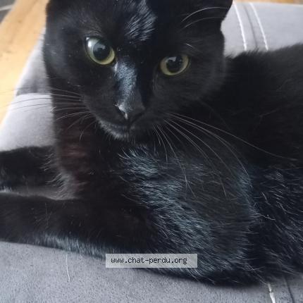 Photo de chat perdu à Dunkerque