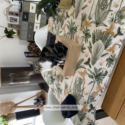 Photo 1/1 Tigrou Chat perdu à Melesse