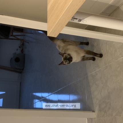 Photo 1/1 Chat retrouvé Perdu à Lunel Viel