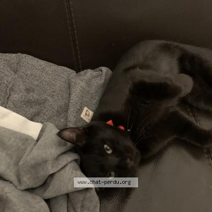 Photo de chat trouvé à Montpellier