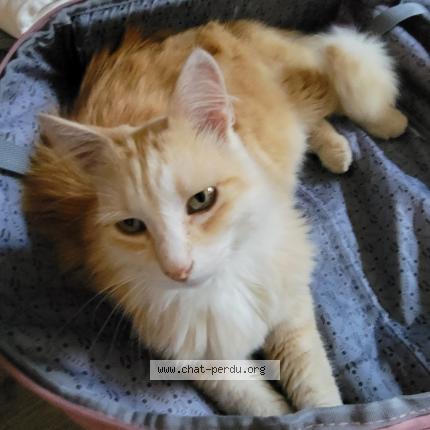 Photo 1/1 Lemon Chat perdu à Saix