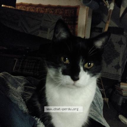 Photo de chat perdu à Mordelles
