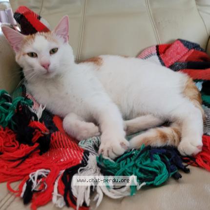 Photo 1/1 Atlas Chat perdu à Is sur tille