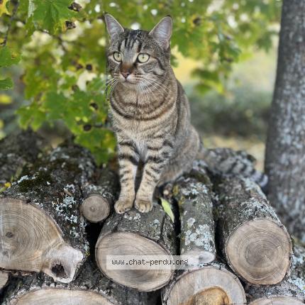 Photo 1/1 Sibelle Chat perdu à Volvic