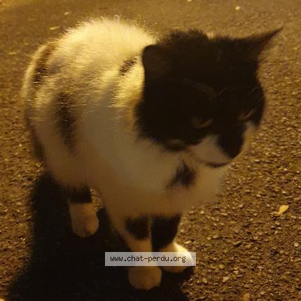 Photo de chat trouvé à Saint Germain La Blanche Herbe