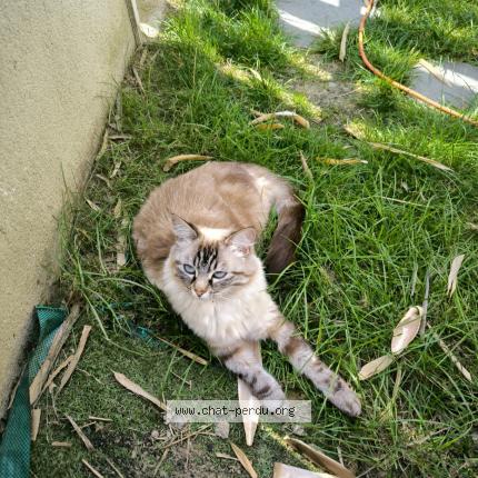 Photo 1/1 Chat retrouvé Perdu à Nantes
