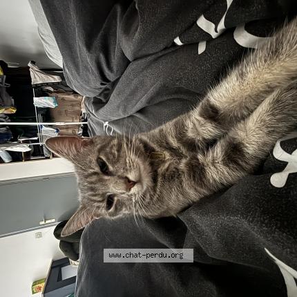 Photo 1/1 Chat retrouvé Perdu à Fouesnant
