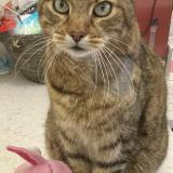 Photo de chat perdu à Mantes La Jolie