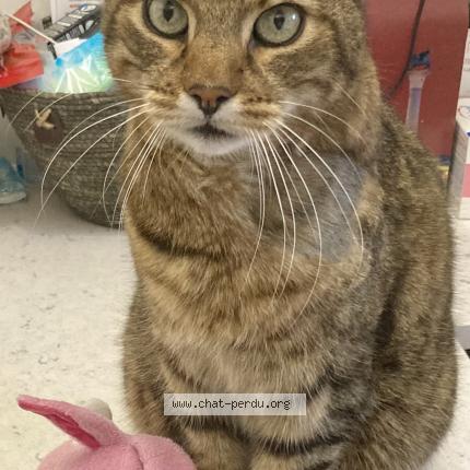 Photo 1/1 Chat retrouvé Perdu à Mantes la jolie