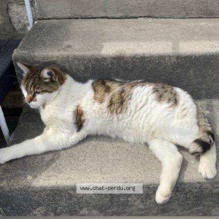 Photo 1/1 Chat retrouvé Perdu à Valognes