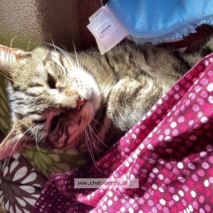 Photo 1/1 Caramel Chat perdu à La celle saint cloud