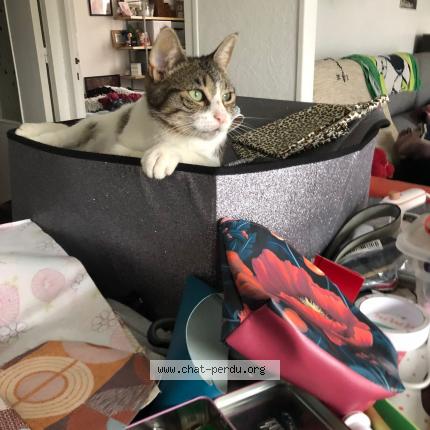 Photo 1/1 Chat retrouvé Perdu à Nort Sur Erdre
