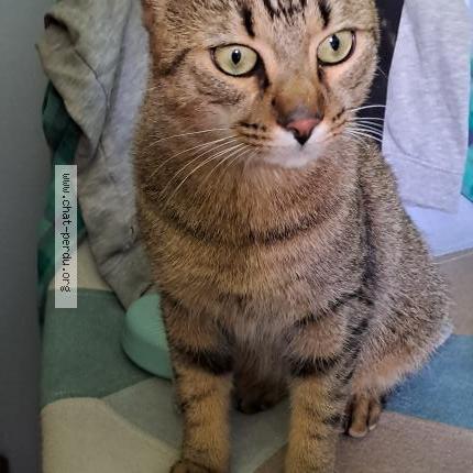 Photo de chat trouvé à Couzeix