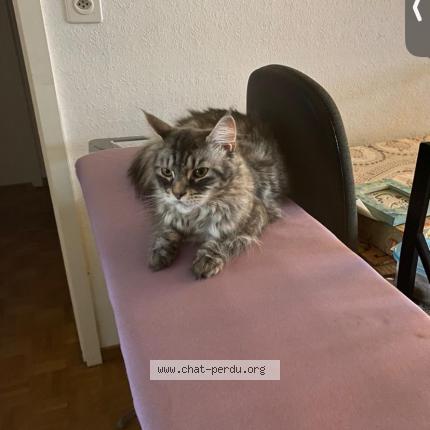 Photo 1/1 Chat retrouvé Perdu à Versoix