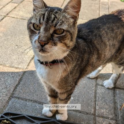 Photo 1/1 Chat retrouvé Trouvé à Montigny Les Metz