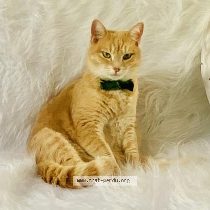 Photo de chat perdu à Saint Nazaire