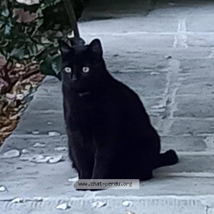 Photo 1/1 Chat retrouvé Perdu à Bons En Chablais