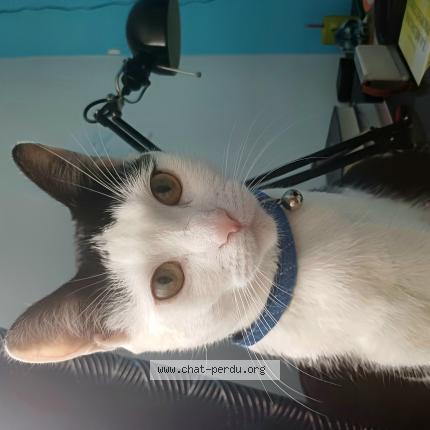 Photo 1/1 Chat retrouvé Perdu à Aunlay Sous Bois