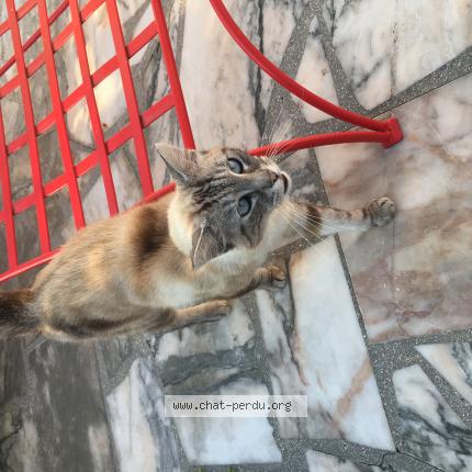 Photo de chat trouvé à Chevincourt