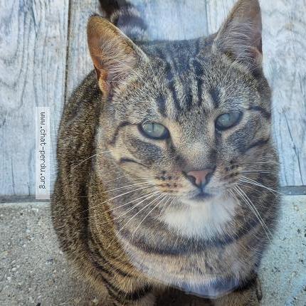 Photo 1/1 Chat retrouvé Trouvé à Chatou