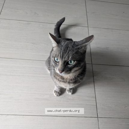 Photo 1/1 Chat retrouvé Perdu à Paris