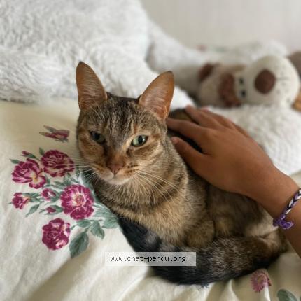 Photo de chat perdu à Amboise