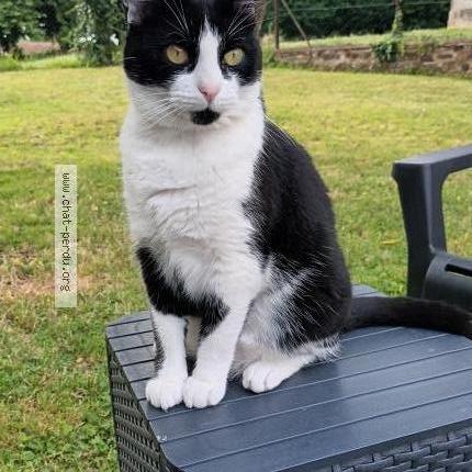 Photo de chat perdu à Egleny