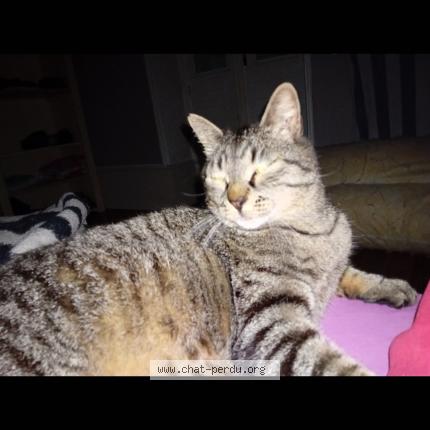 Photo 1/1 Chat retrouvé Perdu à Saint denis les bourg