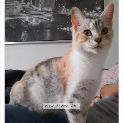 Photo 1/1 Perle Chat perdu à Signy signets