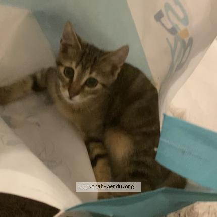 Photo de chat perdu à Frette Sur Seine