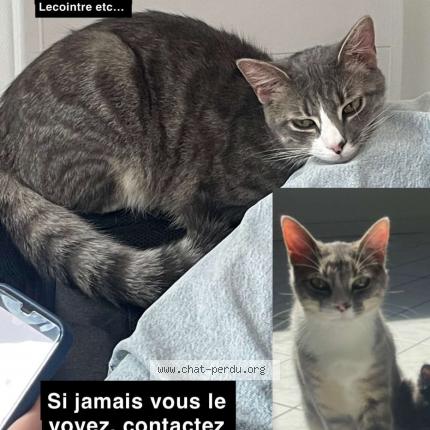 Photo de chat perdu à Reims