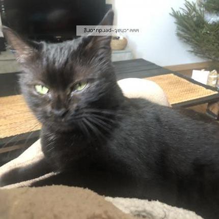 Photo 1/1 Chat retrouvé Perdu à Perigueux