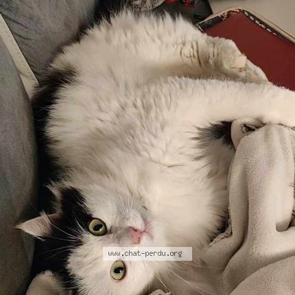 Photo 1/1 Skitty Chat perdu à Vinay