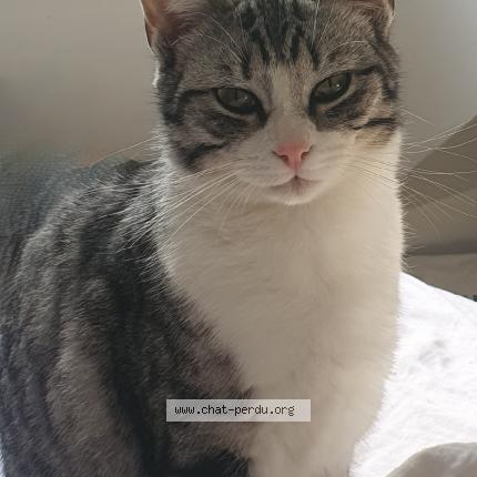 Photo 1/1 Primi Chat perdu à Le thoureil