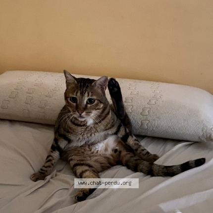 Photo de chat perdu à Perpesac Le Noir
