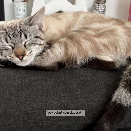 Photo 1/1 Sunny Chat perdu à Guerande