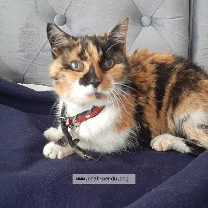 Photo 1/1 Chat retrouvé Trouvé à Les garennes sur loire st jean