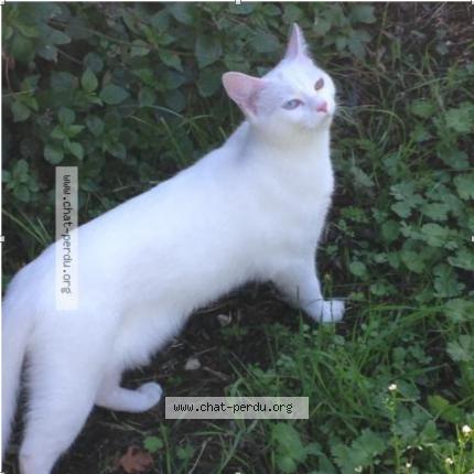 Photo 1/1 Chat retrouvé Perdu à La Seyne Sur Mer