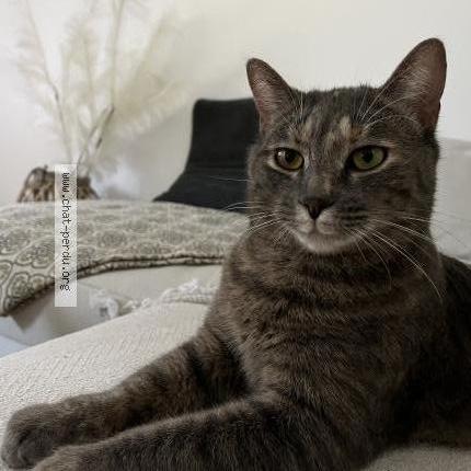 Photo de chat perdu à Pechbonnieu