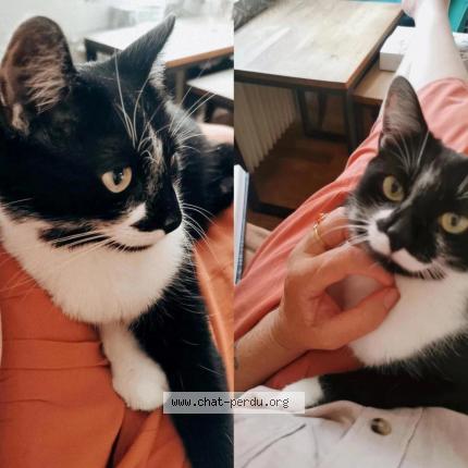 Photo 1/1 Chat retrouvé Perdu à Maisons A