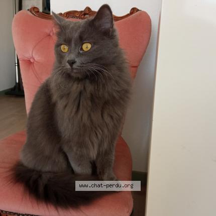 Photo 1/2 Belle Chat perdu à Beaucourt