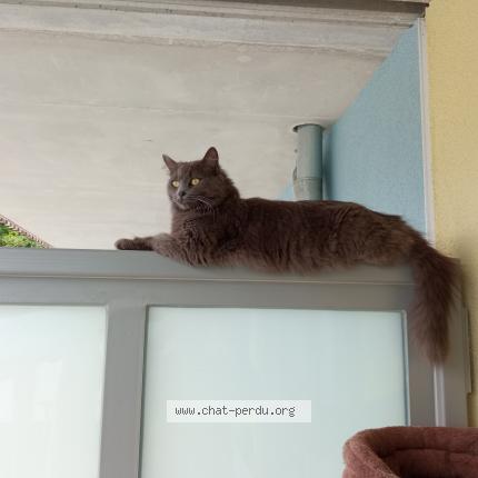 Photo 2/2 Belle Chat perdu à Beaucourt