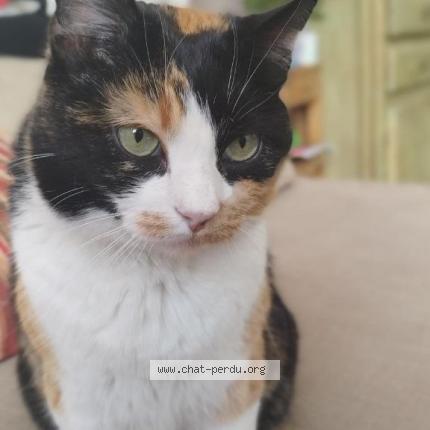 Photo 1/1 Charbon Chat perdu à Saint etienne